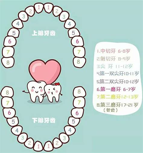 牙齒多少顆|牙齒小知識：我們有幾多顆牙齒？